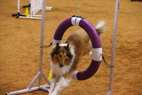 Stormy Best Jumps Agility Tire is by OlympusxHerMajesty_g12i1.jpg